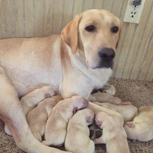 Meet your Posher, Brayden